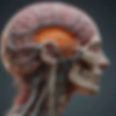 Magnificent Neuro Images: Unraveling the Complexity of the Brain Magnificent Neuro Images: Unraveling the Complexity of the Brain