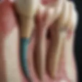 Detailed diagram of tooth anatomy highlighting the pulp and root structure.