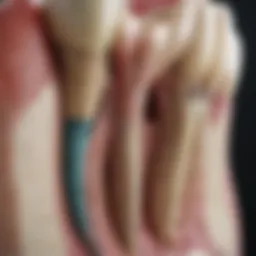 Detailed diagram of tooth anatomy highlighting the pulp and root structure.