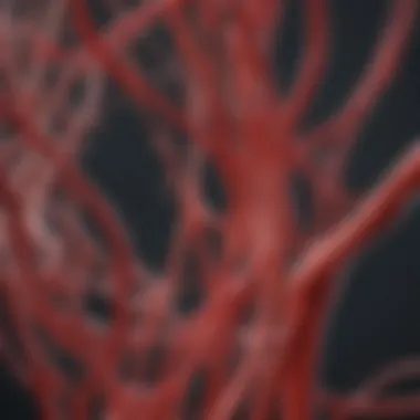 Illustration of blood flow dynamics within various vessel types