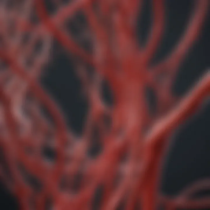 Illustration of blood flow dynamics within various vessel types