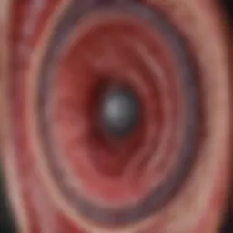 Detailed cross-section of a healthy artery showcasing layers and structure