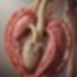 Detailed anatomical diagram of the aortic root