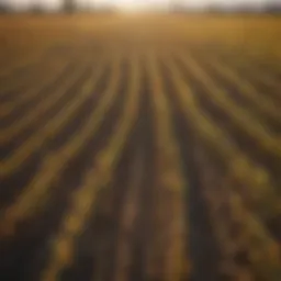 Vibrant crop fields showcasing diversity