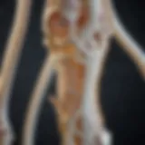 Calcium's biochemical function in bone healing