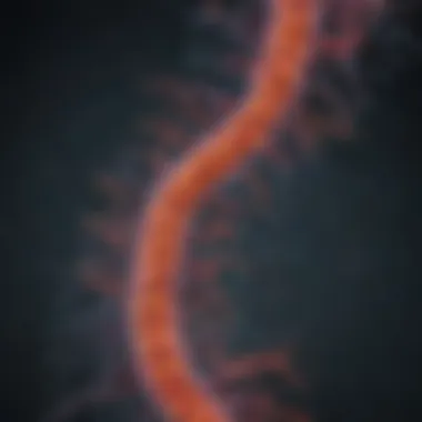 Diagram showcasing the carcinogenic pathways influenced by stomach bacteria