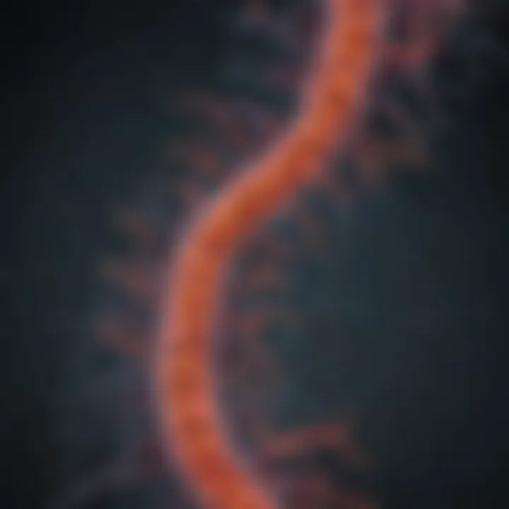 Diagram showcasing the carcinogenic pathways influenced by stomach bacteria