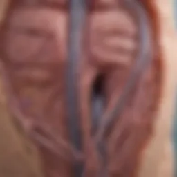 Detailed diagram of bile duct anatomy affected by cholangiocarcinoma