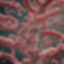 Illustration depicting the pathophysiology of Clostridium difficile enterocolitis