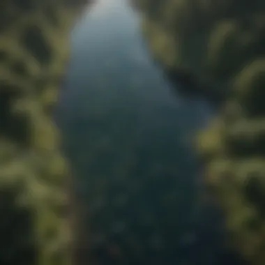 Aerial view of a river teeming with fish, showcasing diverse aquatic habitats.