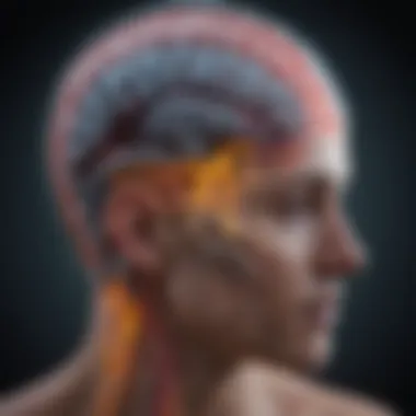 MRI scan highlighting nerve pathways