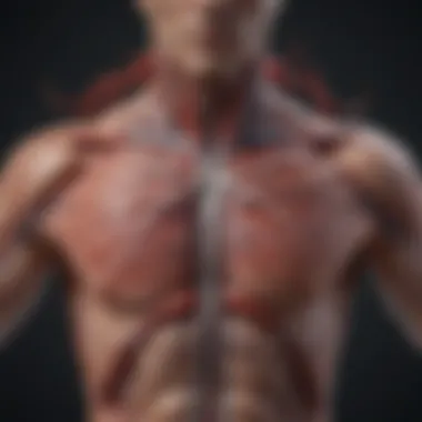 Understanding the Vascular System An illustration depicting vascular anatomy and blood flow