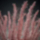 E. coli bacterial culture demonstrating recombinant protein production
