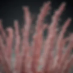 E. coli bacterial culture demonstrating recombinant protein production