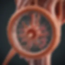 BCG mechanism illustration