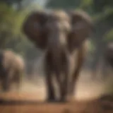 A majestic elephant roaming freely in its natural habitat
