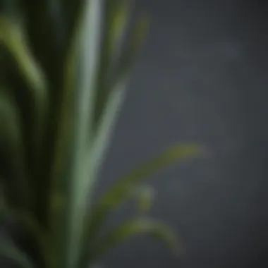 Close-up of a snake plant known for air purification