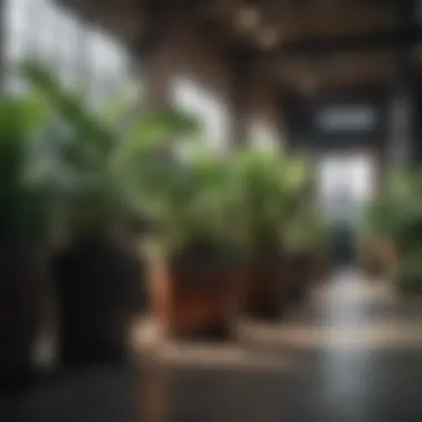 A variety of indoor plants in an urban setting