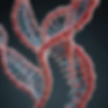 Unraveling the Double Helix of Bacterial Genomes Detailed structure of bacterial genomic DNA highlighting its double helix formation