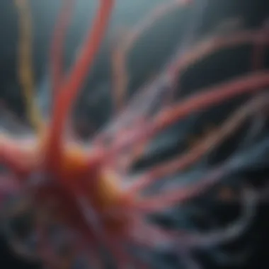 Graphical representation of biological systems optimized by flow