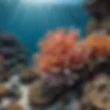 Aerial view of the Great Barrier Reef showcasing coral formations.