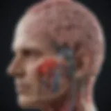 Detailed diagram of brain areas targeted in Parkinson's surgery