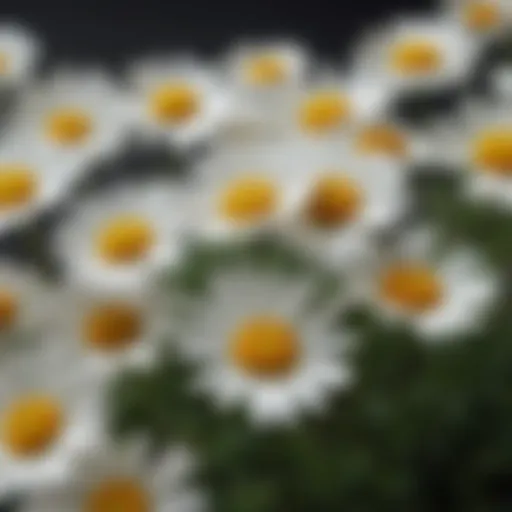 A close-up of pyrethrum flower petals