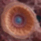 Illustration depicting the cellular structure of Merkel cell carcinoma
