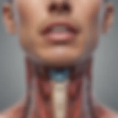 Illustration of the Thyroid Gland Thyroid gland illustration