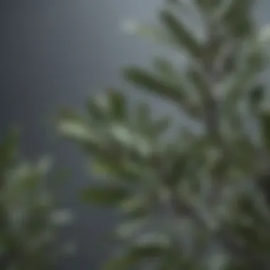 Olive Leaves in Contemporary Skincare Olive leaves incorporated in a modern skincare product