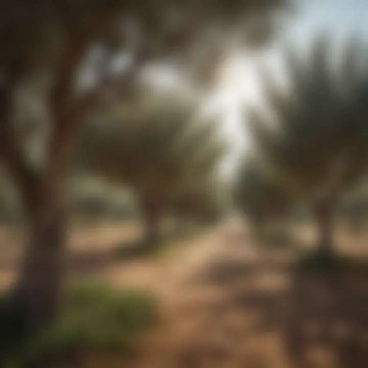 An agricultural landscape where olive trees are sustainably cultivated