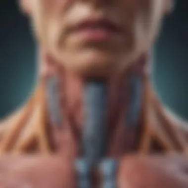 The Thyroid Gland and Metabolism Illustration of the thyroid gland's influence on metabolic processes