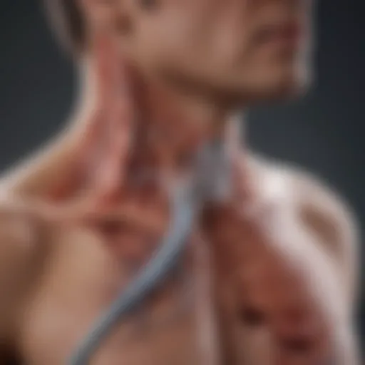 Visualization of the respiratory system highlighting COPD and asthma areas