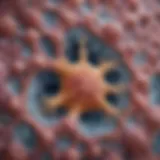 Microscopic view of atypical glandular cells