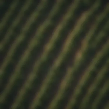 A drone view of young plantations highlighting growth patterns