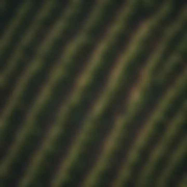 A drone view of young plantations highlighting growth patterns