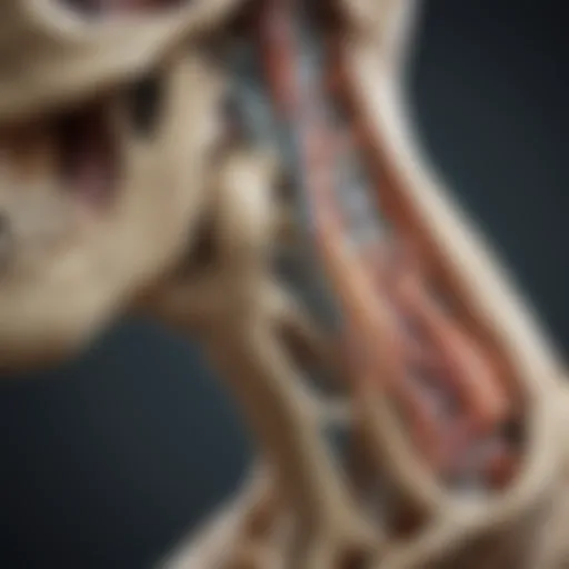 Illustration of facet joint anatomy