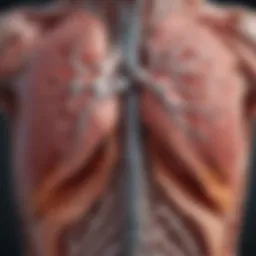 Illustration depicting the anatomy of the lungs affected by emphysema