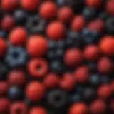 A vibrant assortment of berries showcasing their rich colors and textures, representing polyphenol sources.