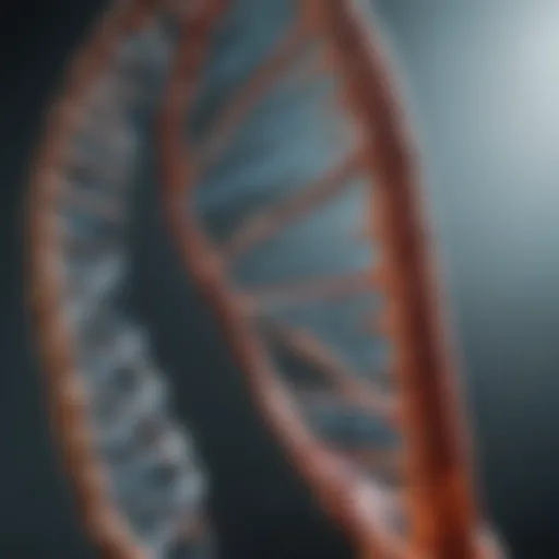 Illustration of a DNA double helix structure