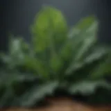 Fresh kale leaves showcasing their nutrient density