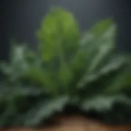 Fresh kale leaves showcasing their nutrient density