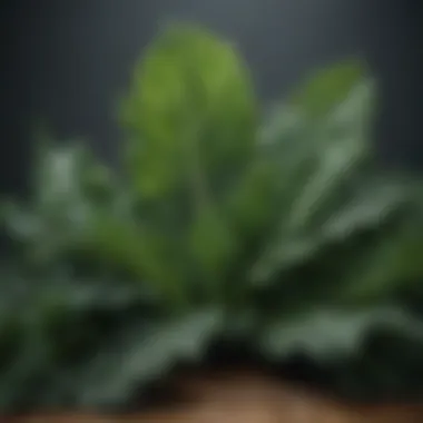 Nutrient-Dense Kale Fresh kale leaves showcasing their nutrient density