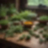 An array of anti-inflammatory herbs displayed on a wooden table