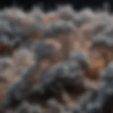 Microscopic view of asbestos fibers