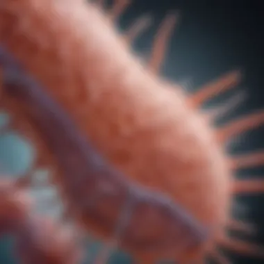 Illustration of the biological structure of keratinocytes.