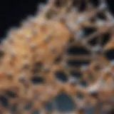 MCT molecular structure demonstration
