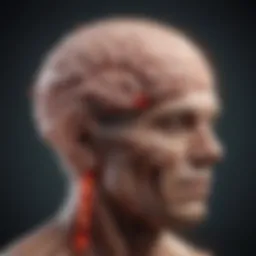 Illustration depicting the brain's inflammatory response.