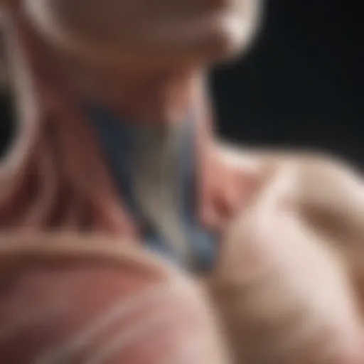 Anatomy of the pleura showing its structure and function