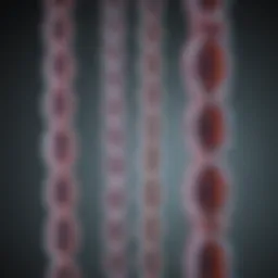 Chromosomal structure illustrating the complexity of genetic material